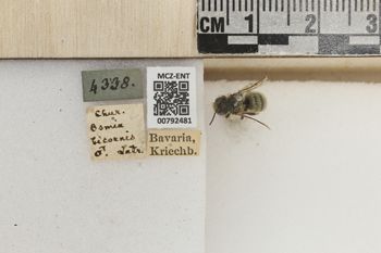 Media type: image;   Entomology 792481 Aspect: Labels